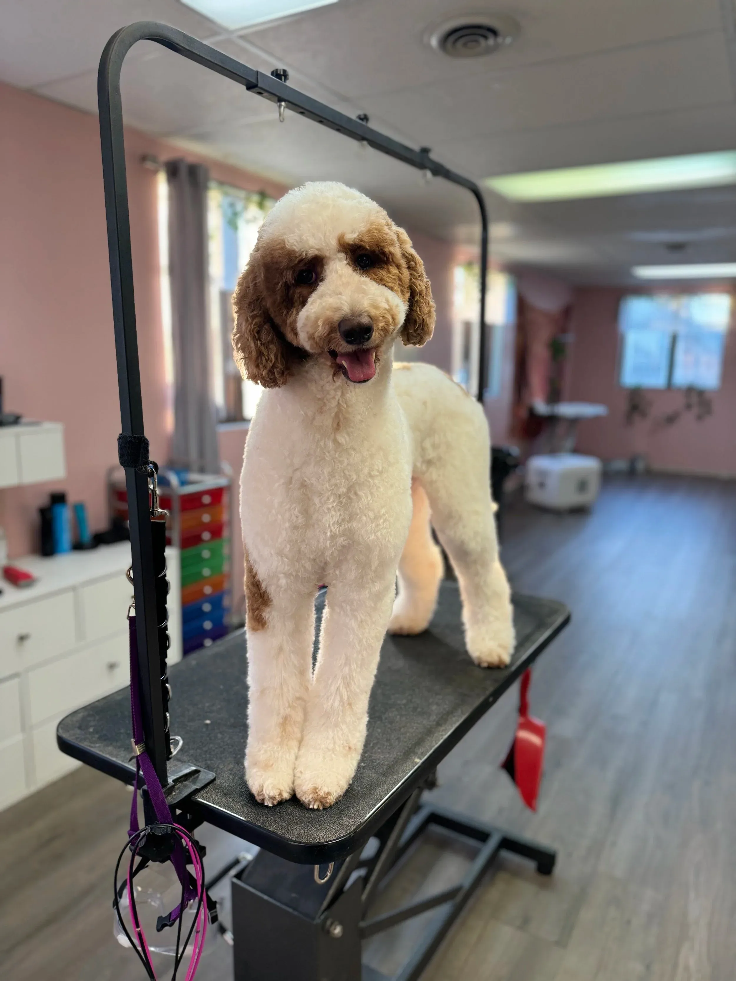 Pet grooming portfolio image — IMG_2454.jpg