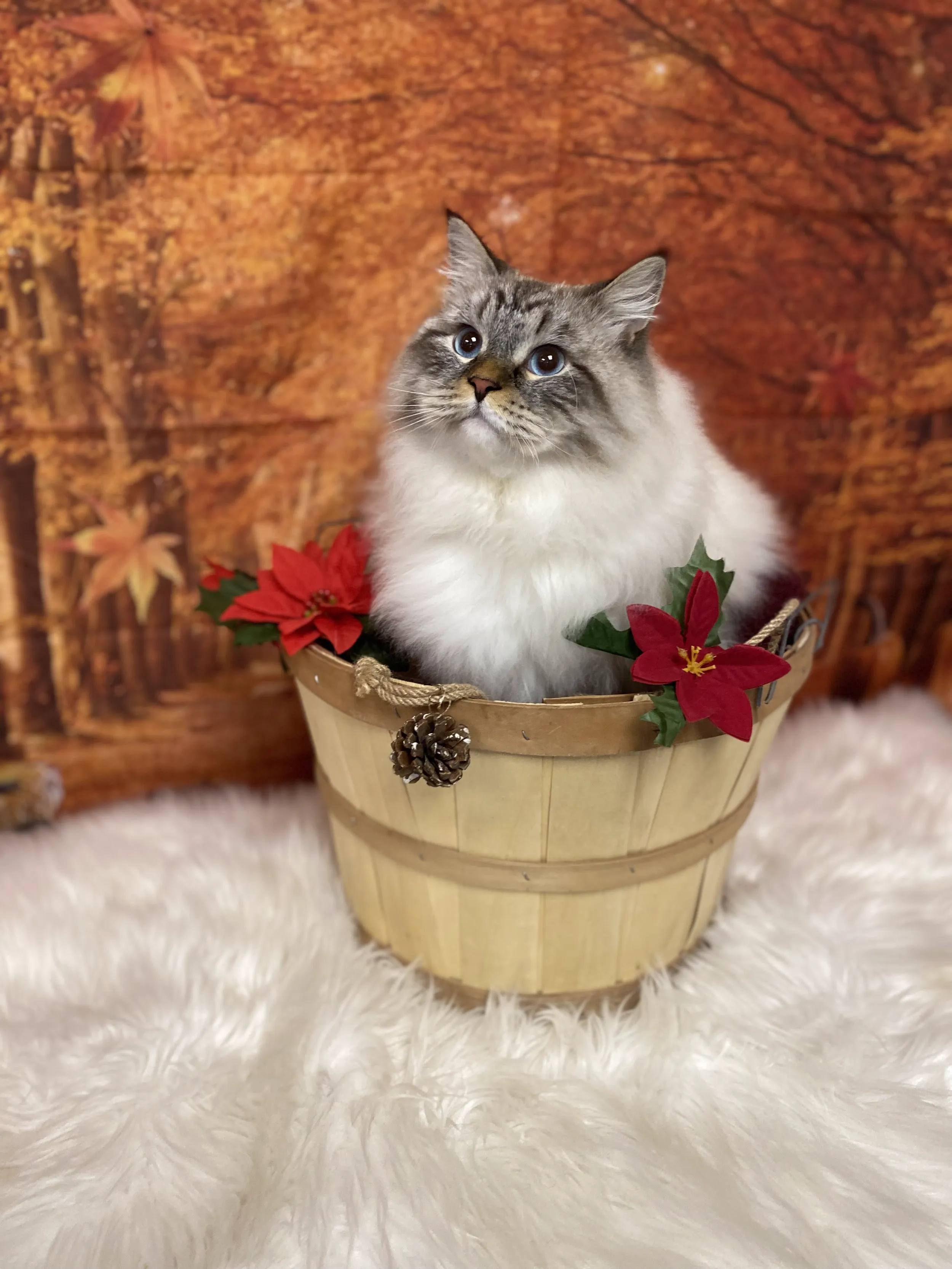 Pet grooming portfolio image — IMG_2696.png