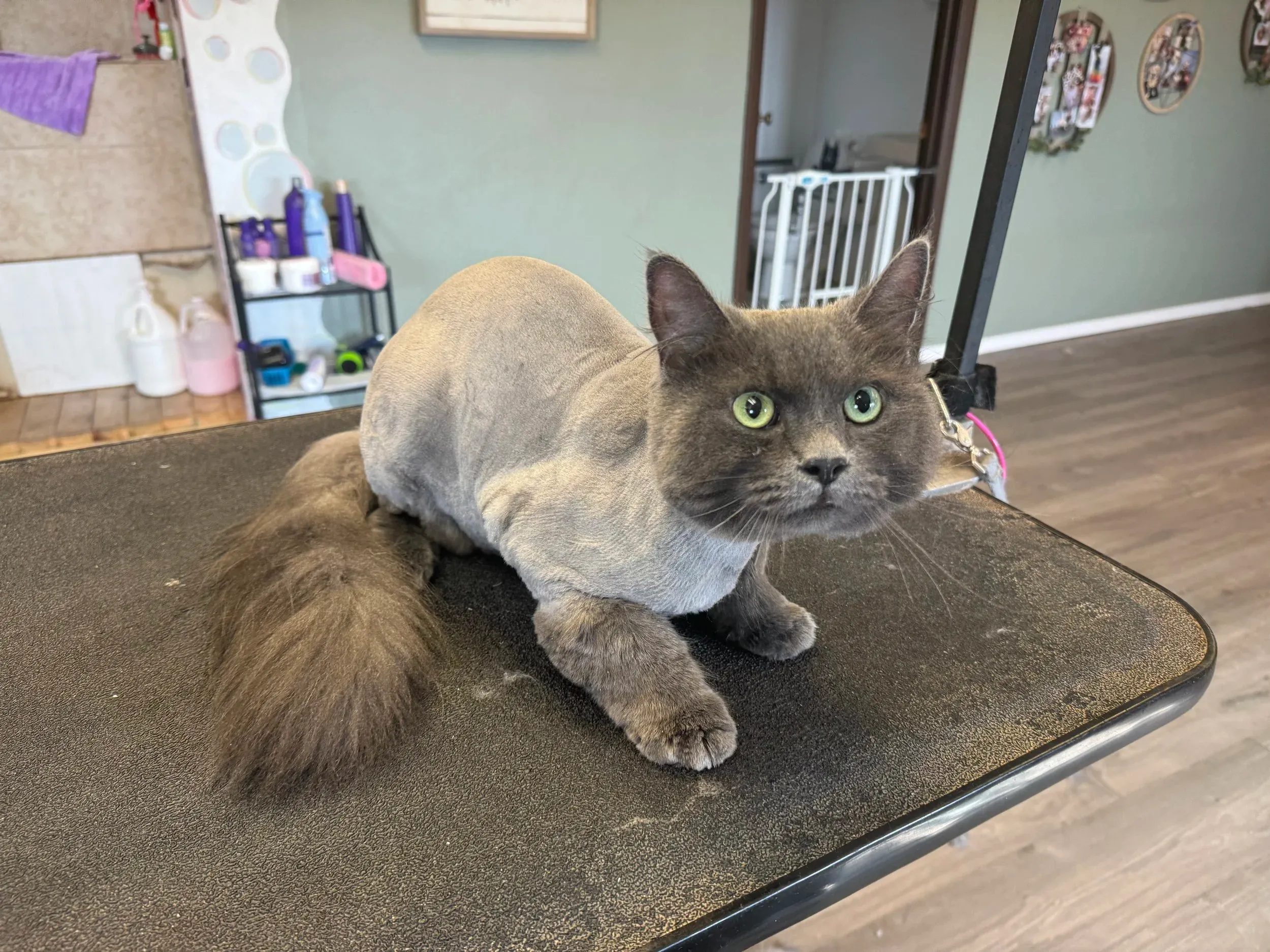 A cat with a freshly groomed lion cut