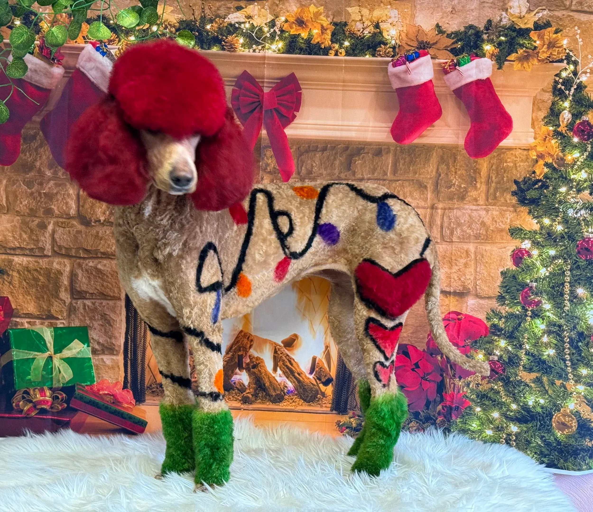 Pet grooming portfolio image — IMG_3749.jpg