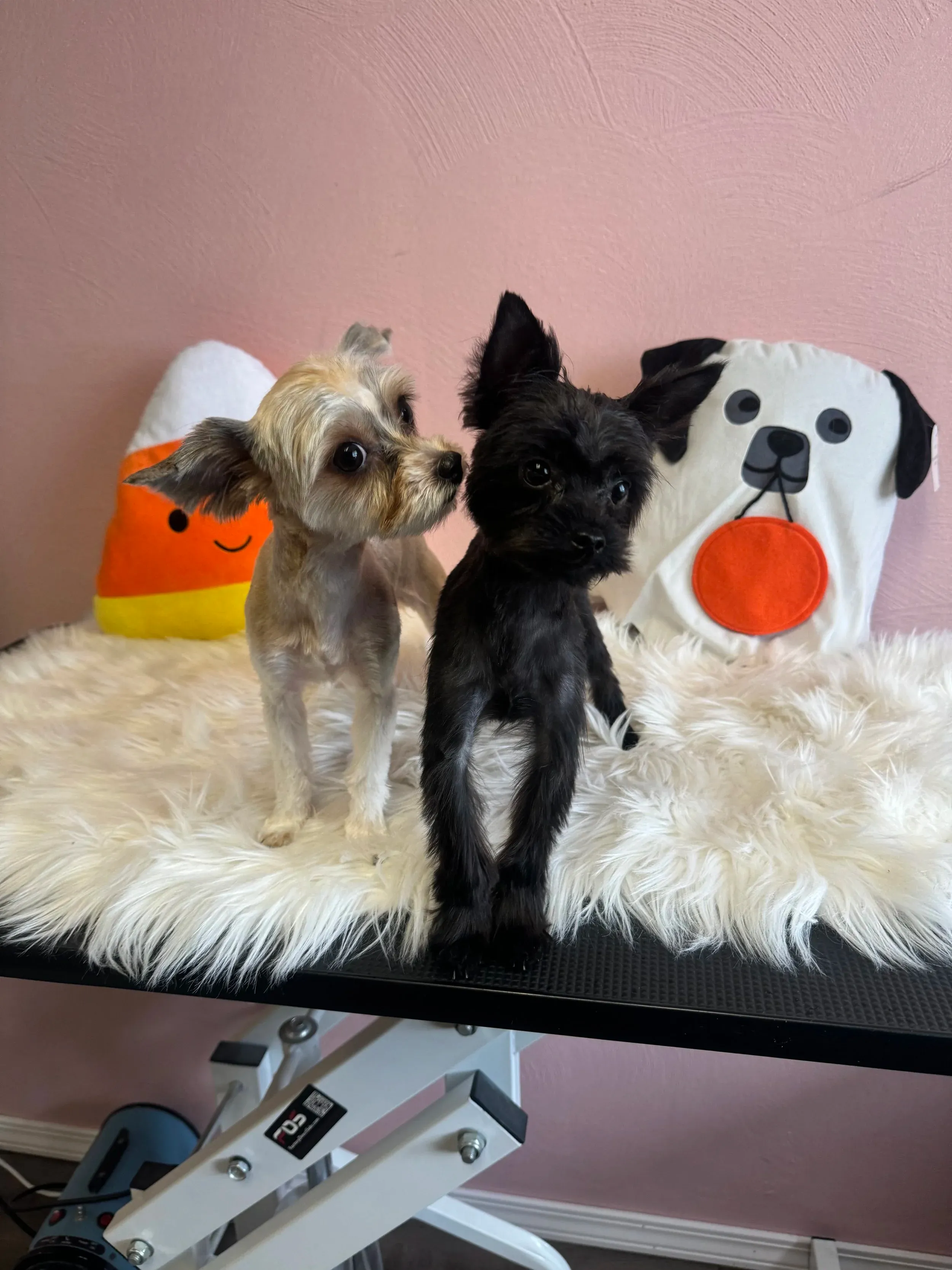 Pet grooming portfolio image — IMG_3789.jpeg