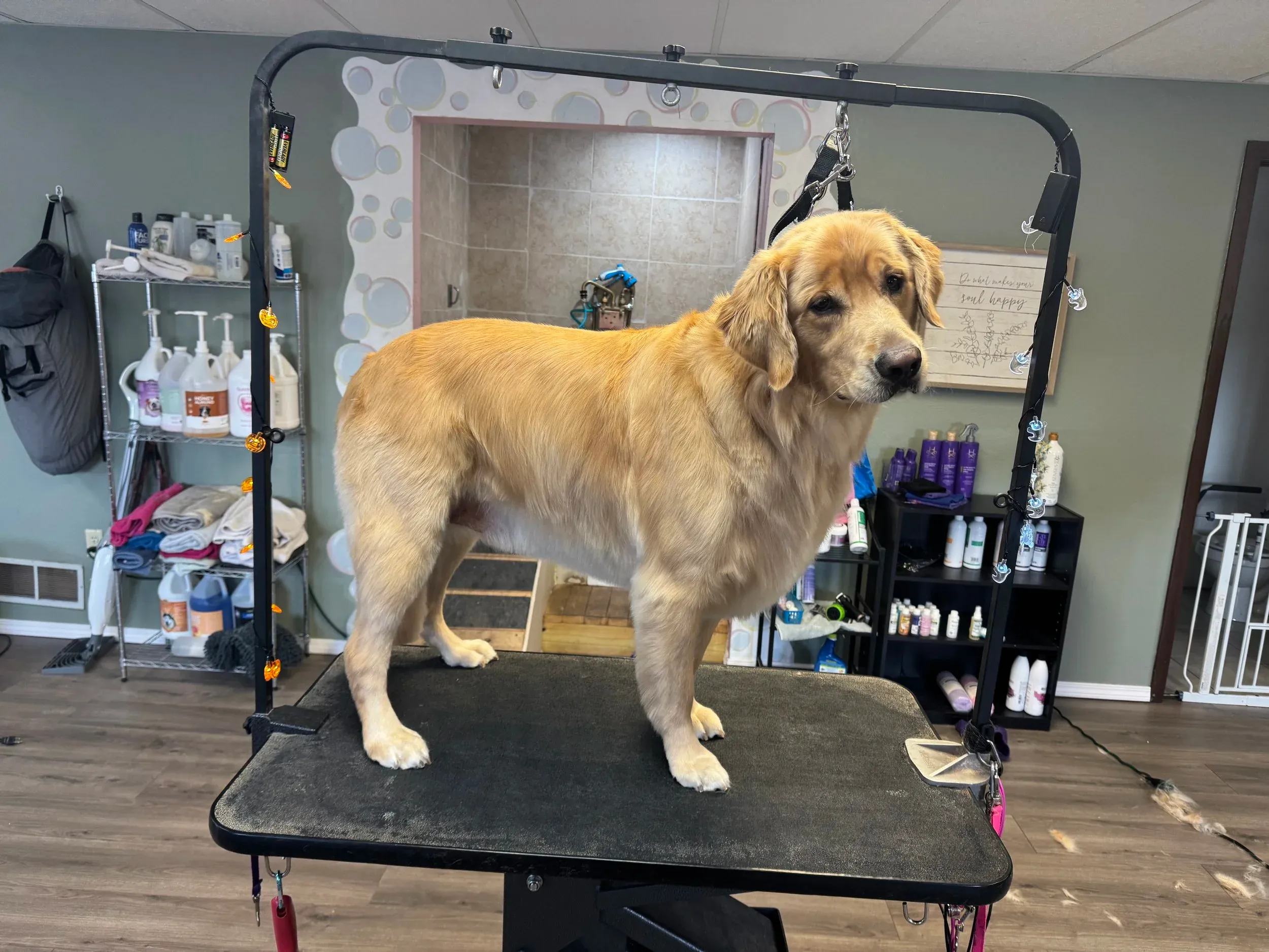 Pet grooming portfolio image — IMG_4691.jpeg