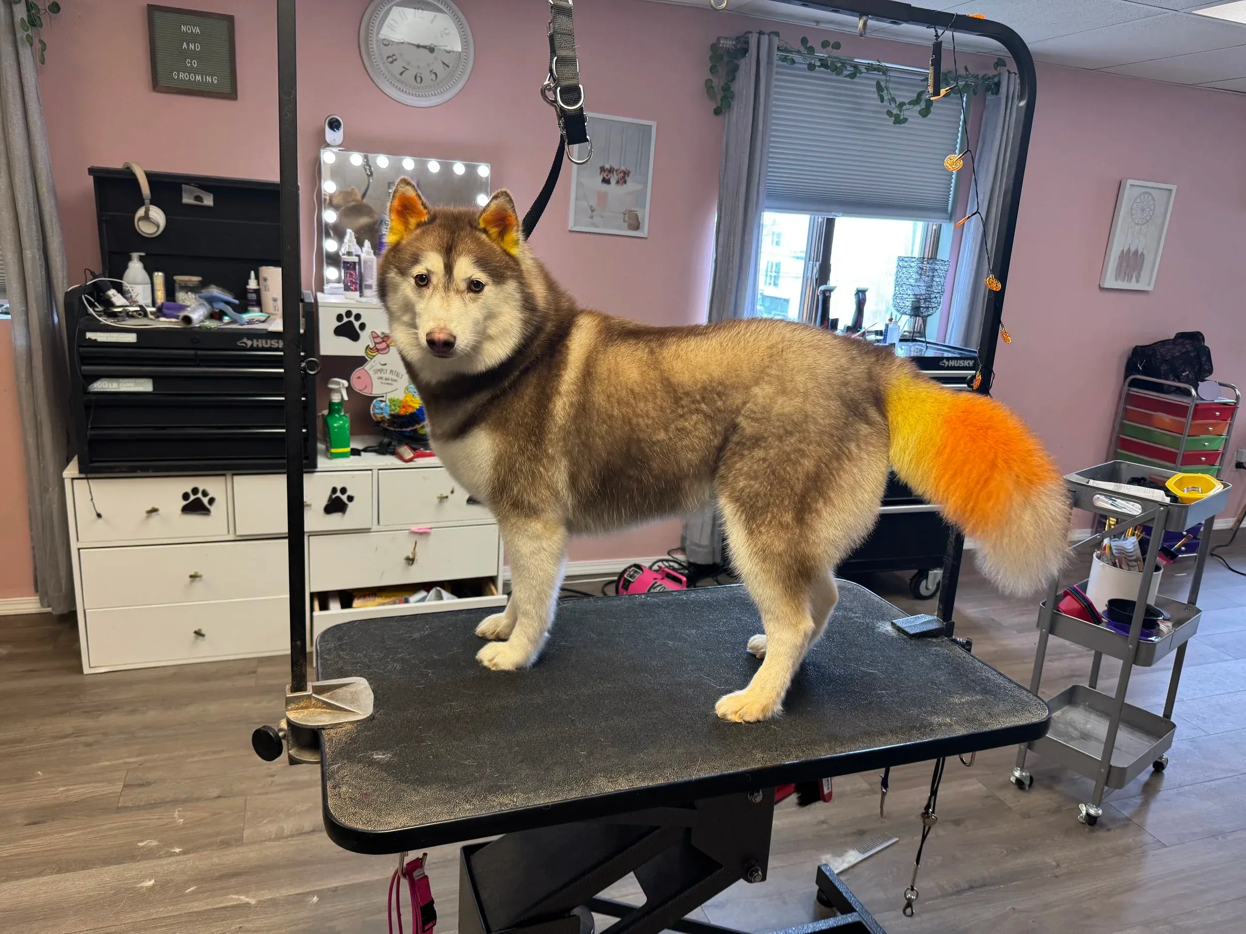 Pet grooming portfolio image — IMG_5009.jpeg