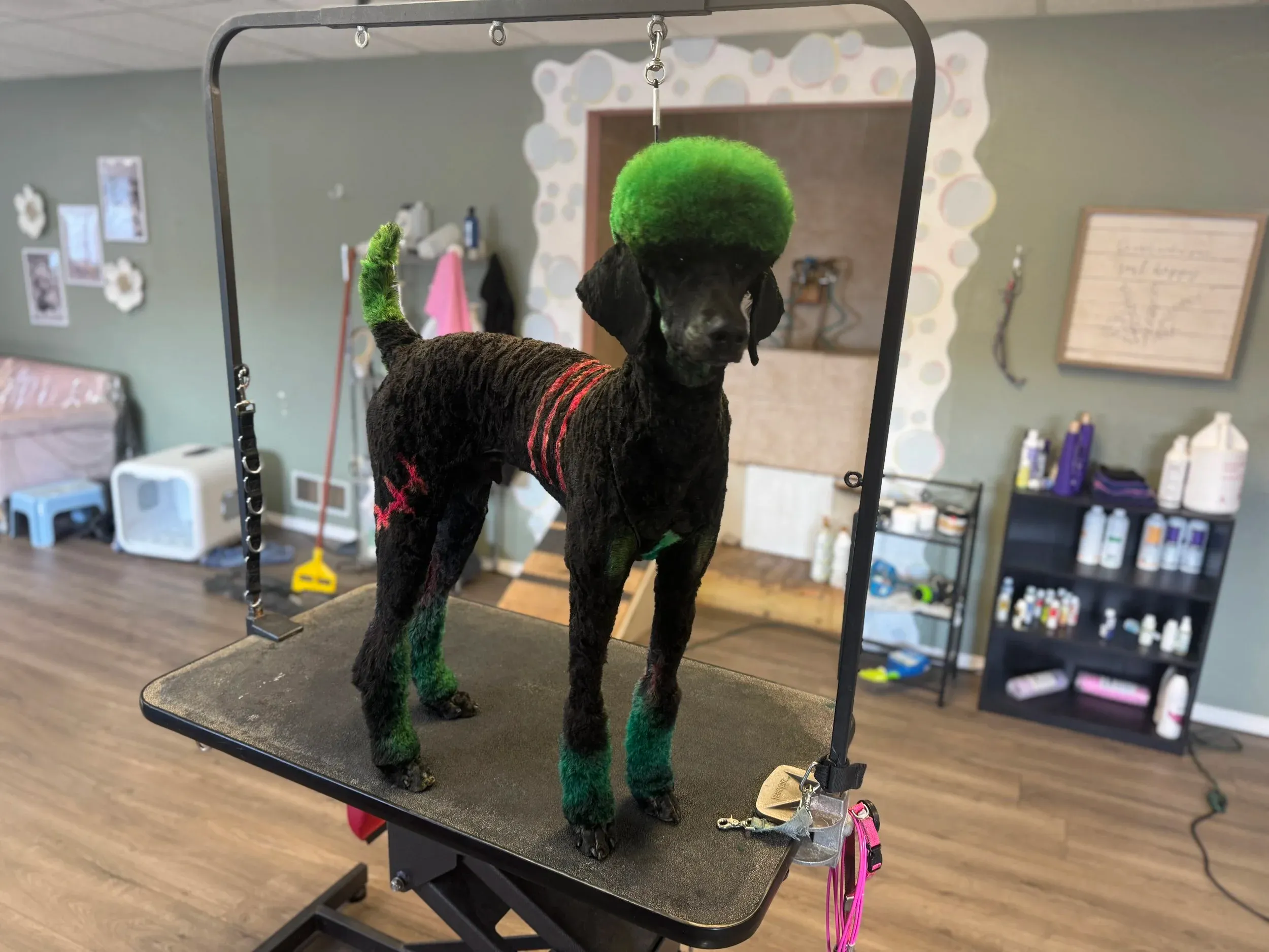 Pet grooming portfolio image — IMG_5454.jpeg