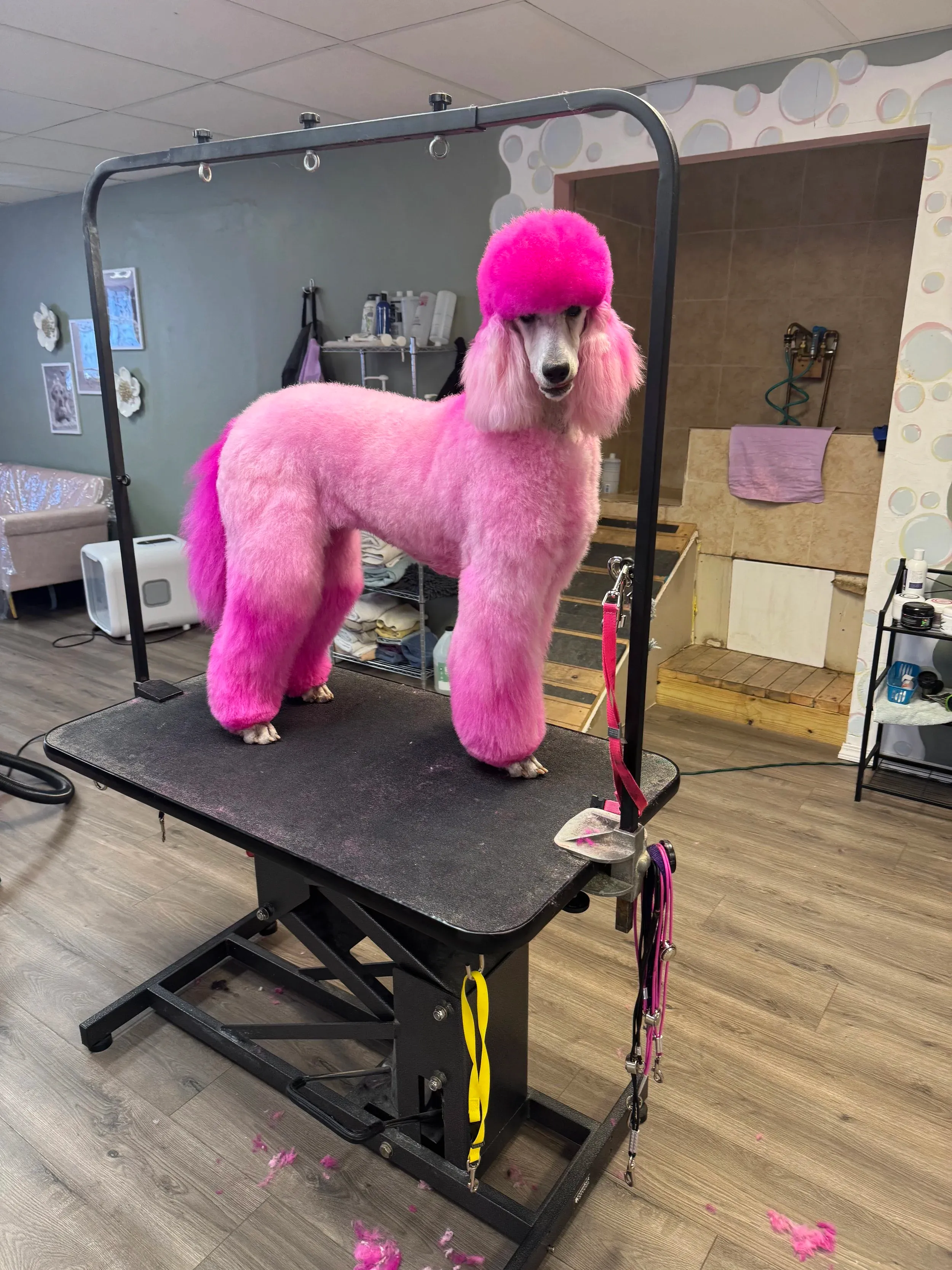 Pet grooming portfolio image — IMG_6112.jpeg