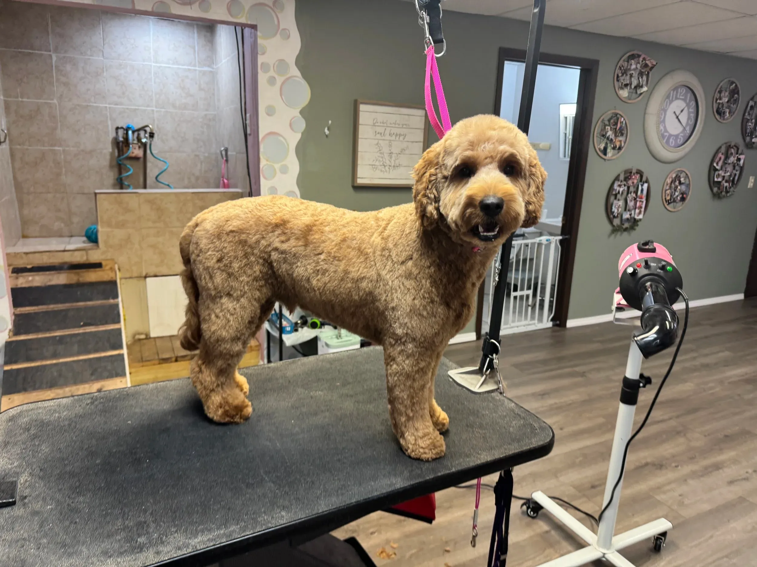Pet grooming portfolio image — IMG_6548.jpeg