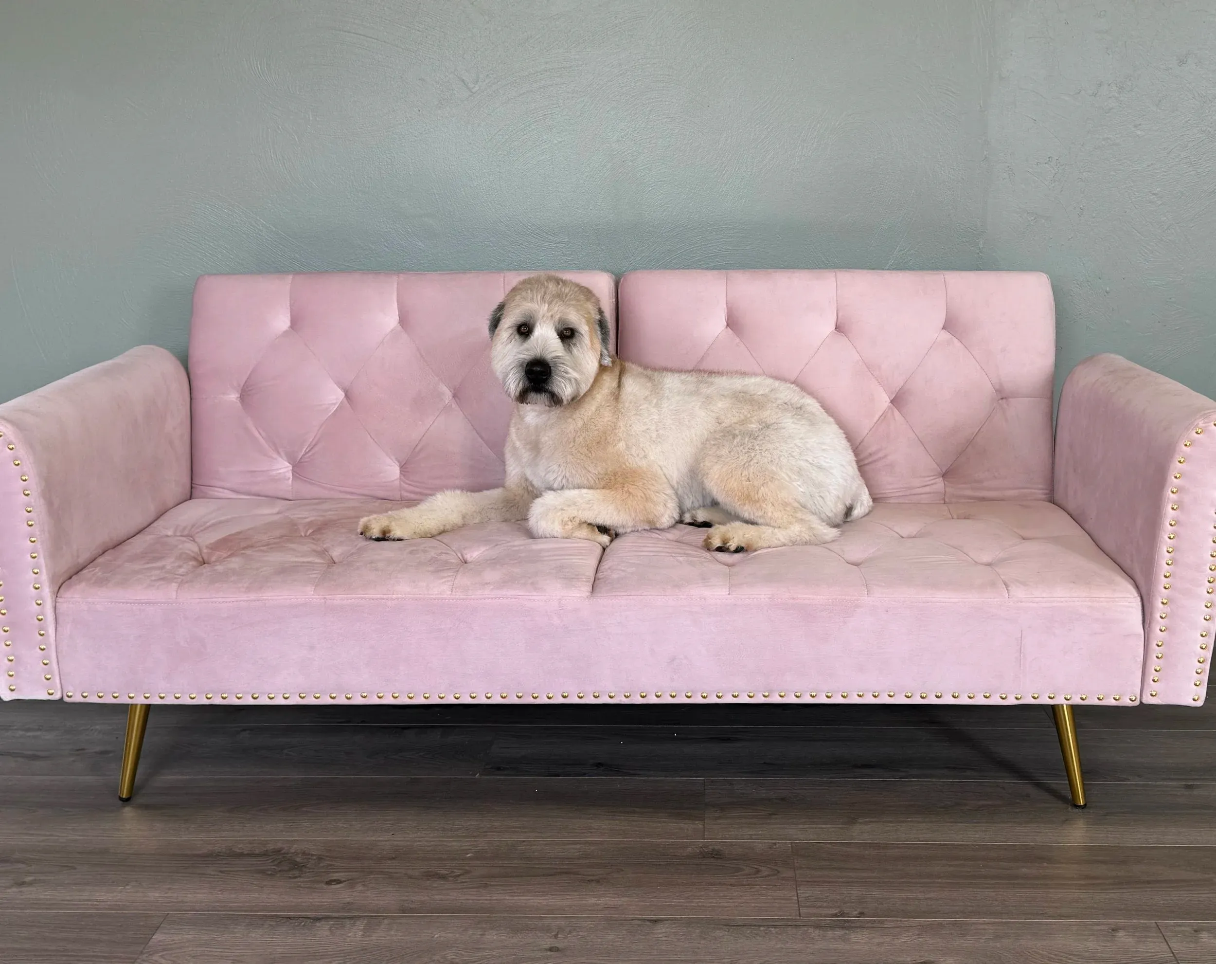 Pet grooming portfolio image — IMG_6656.jpeg