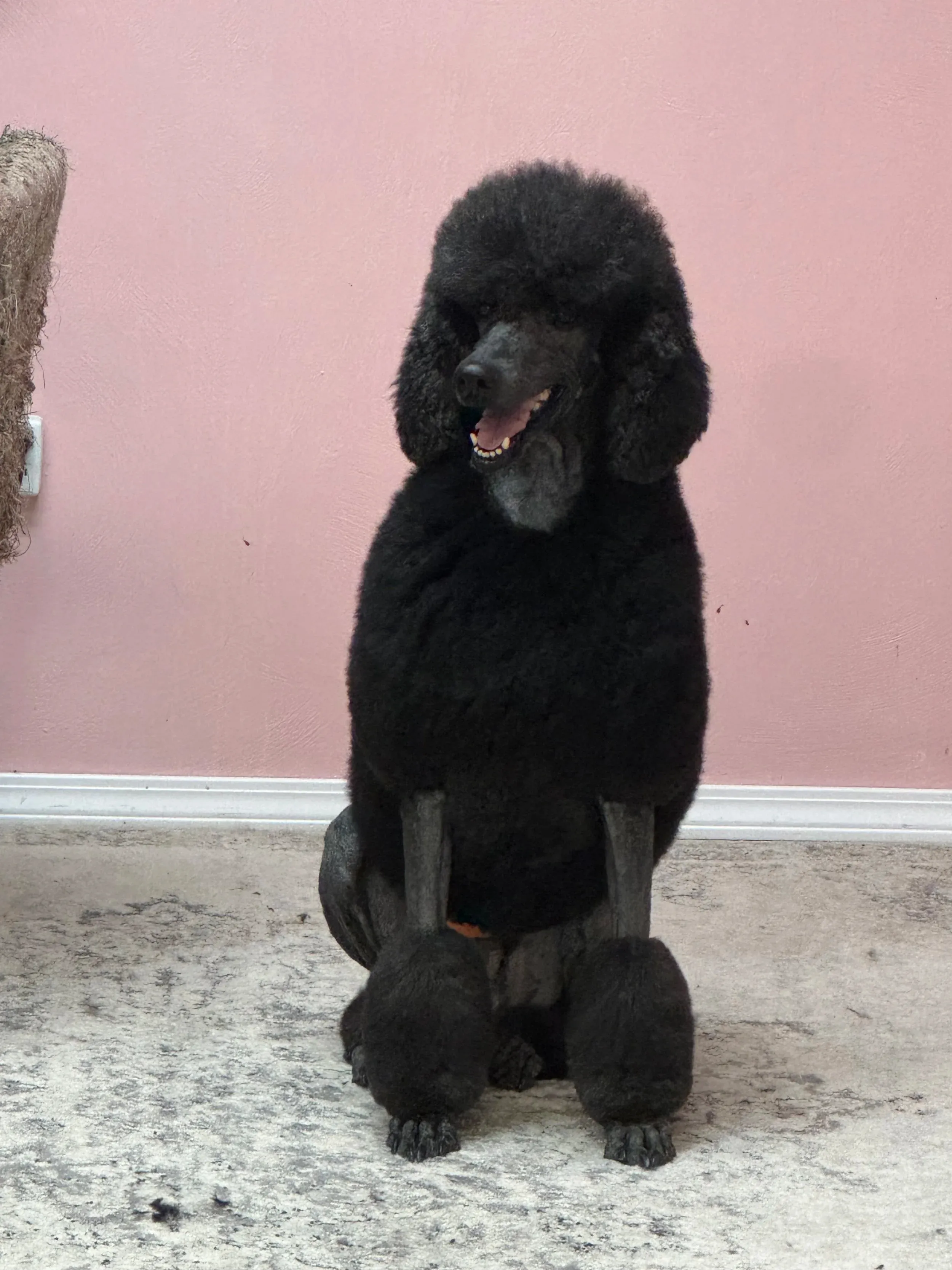 Pet grooming portfolio image — IMG_7310.jpeg