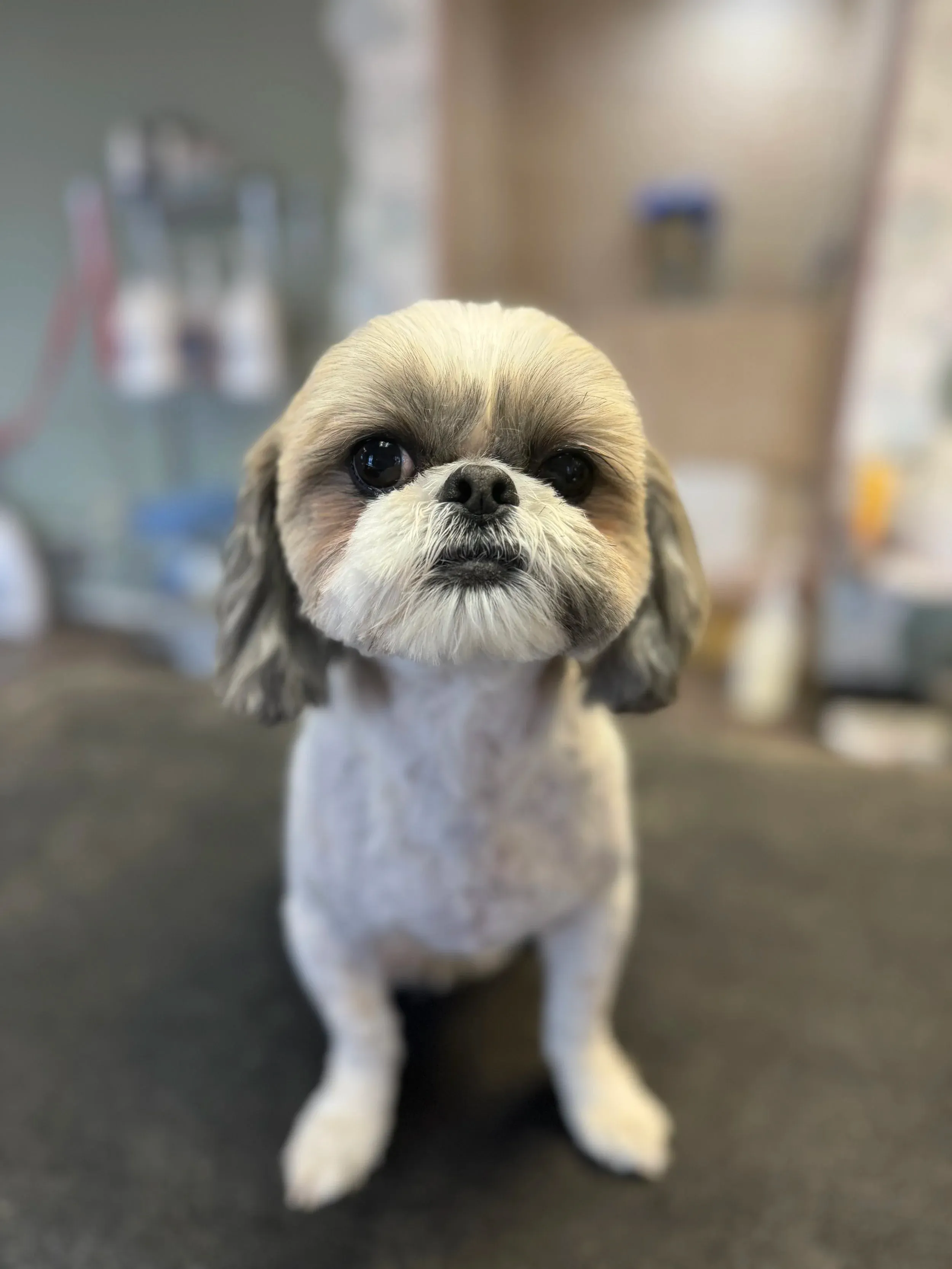 A freshly groomed shih tzu portrait at Nova & Co. Pet Spa