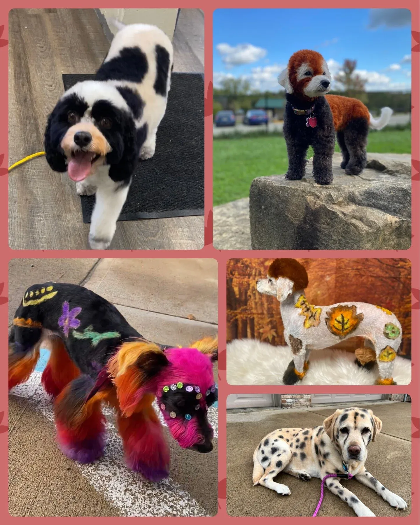 Pet grooming portfolio image — IMG_7793.JPG