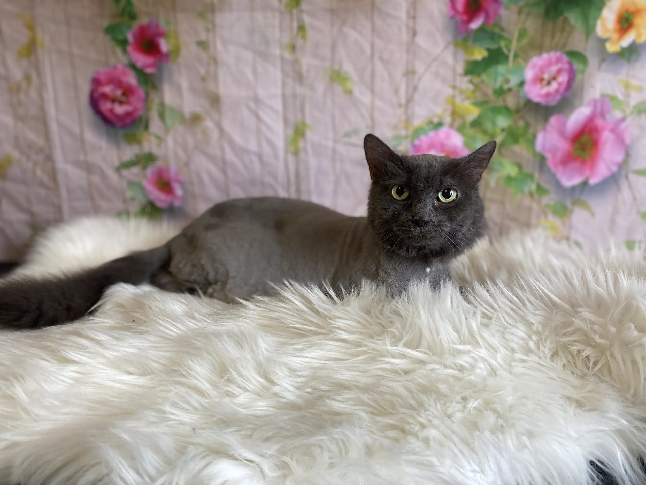 Pet grooming portfolio image — IMG_7879.png