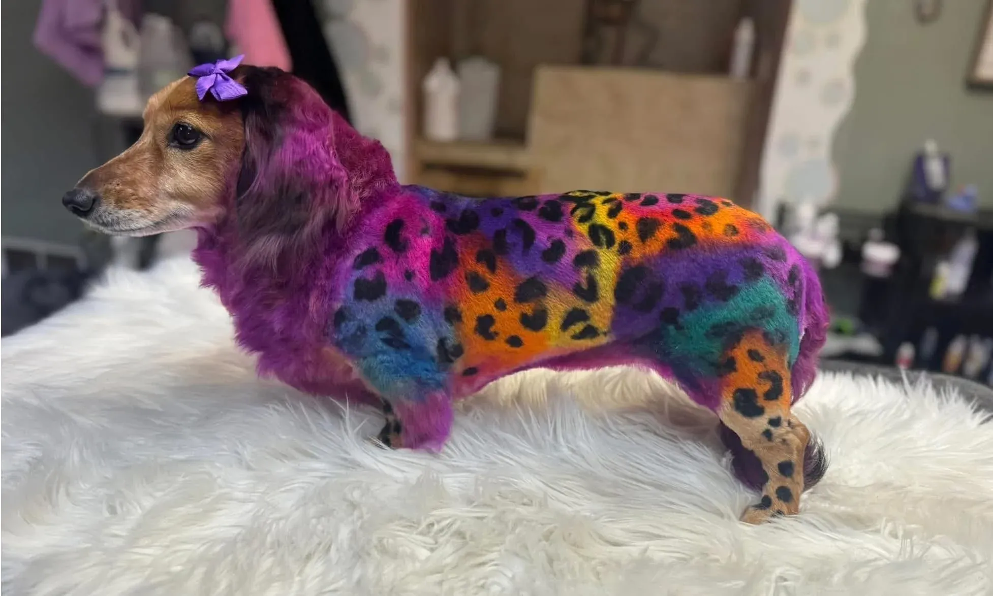 Pet grooming portfolio image — IMG_8115.jpeg