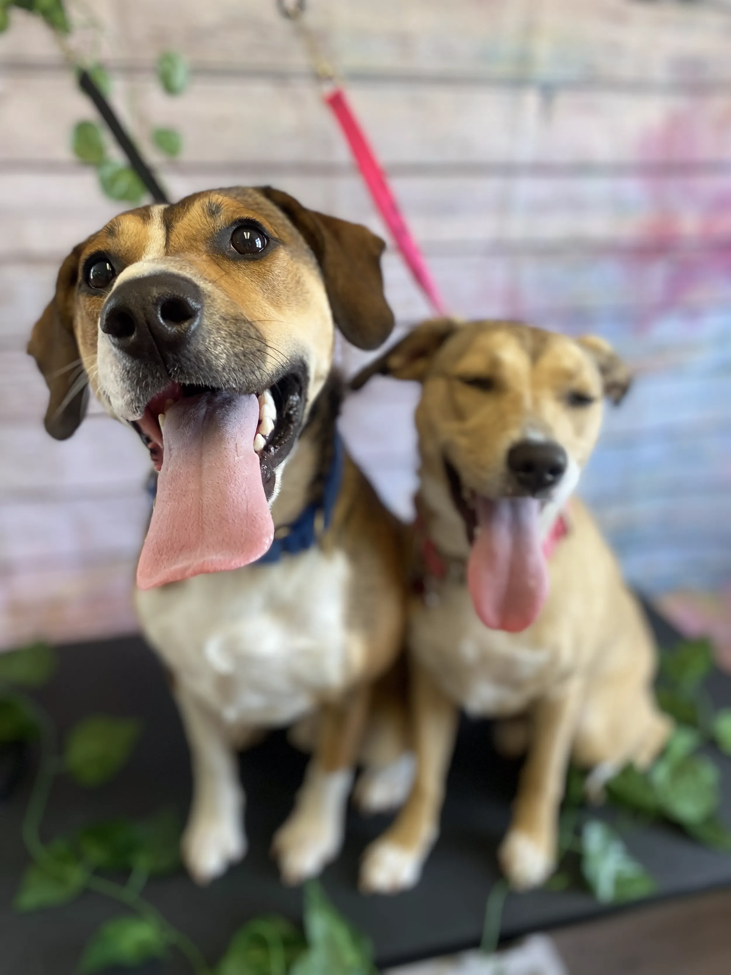 A freshly bathed and trimmed dog