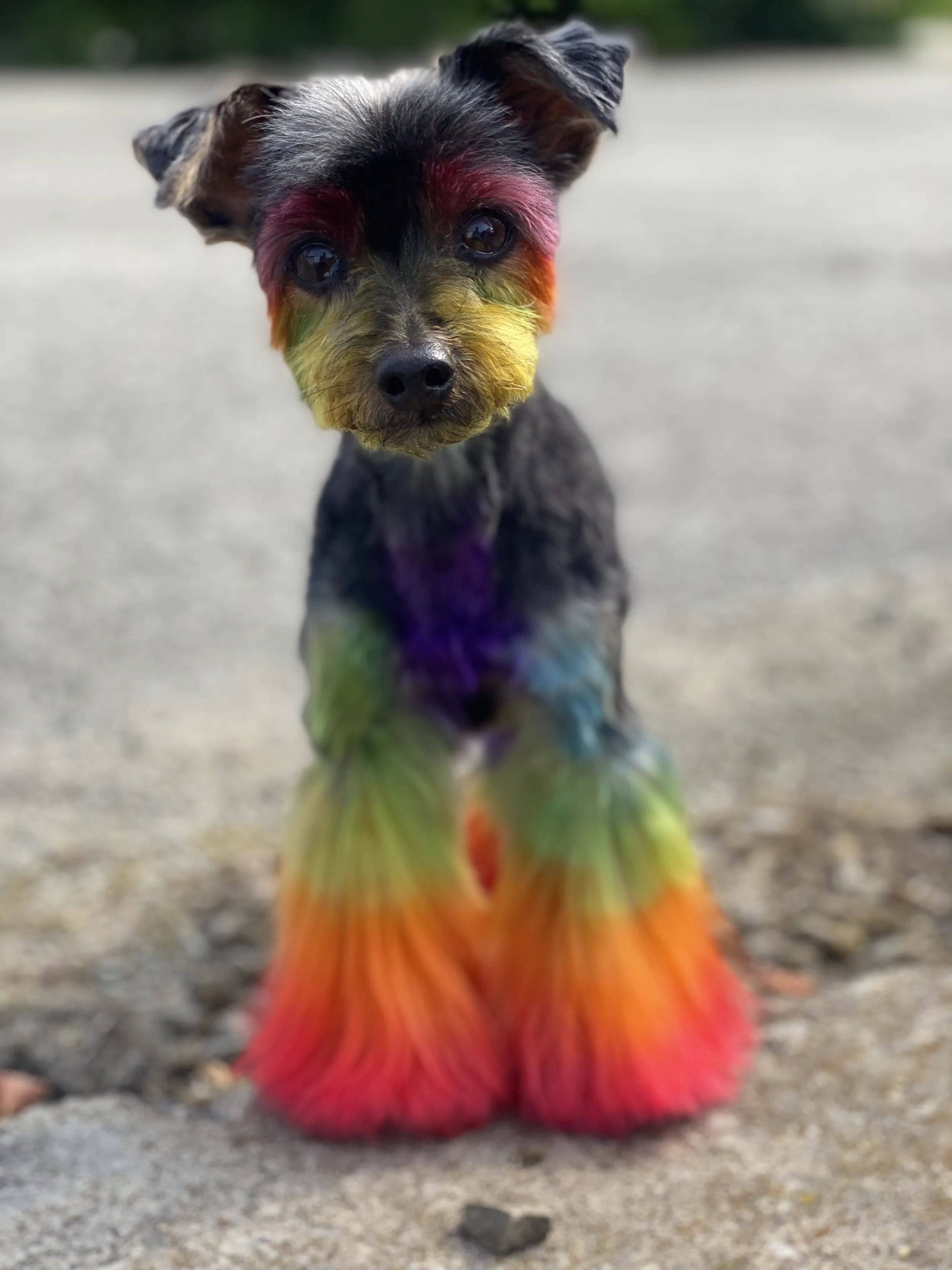 Pet grooming portfolio image — IMG_8647.png