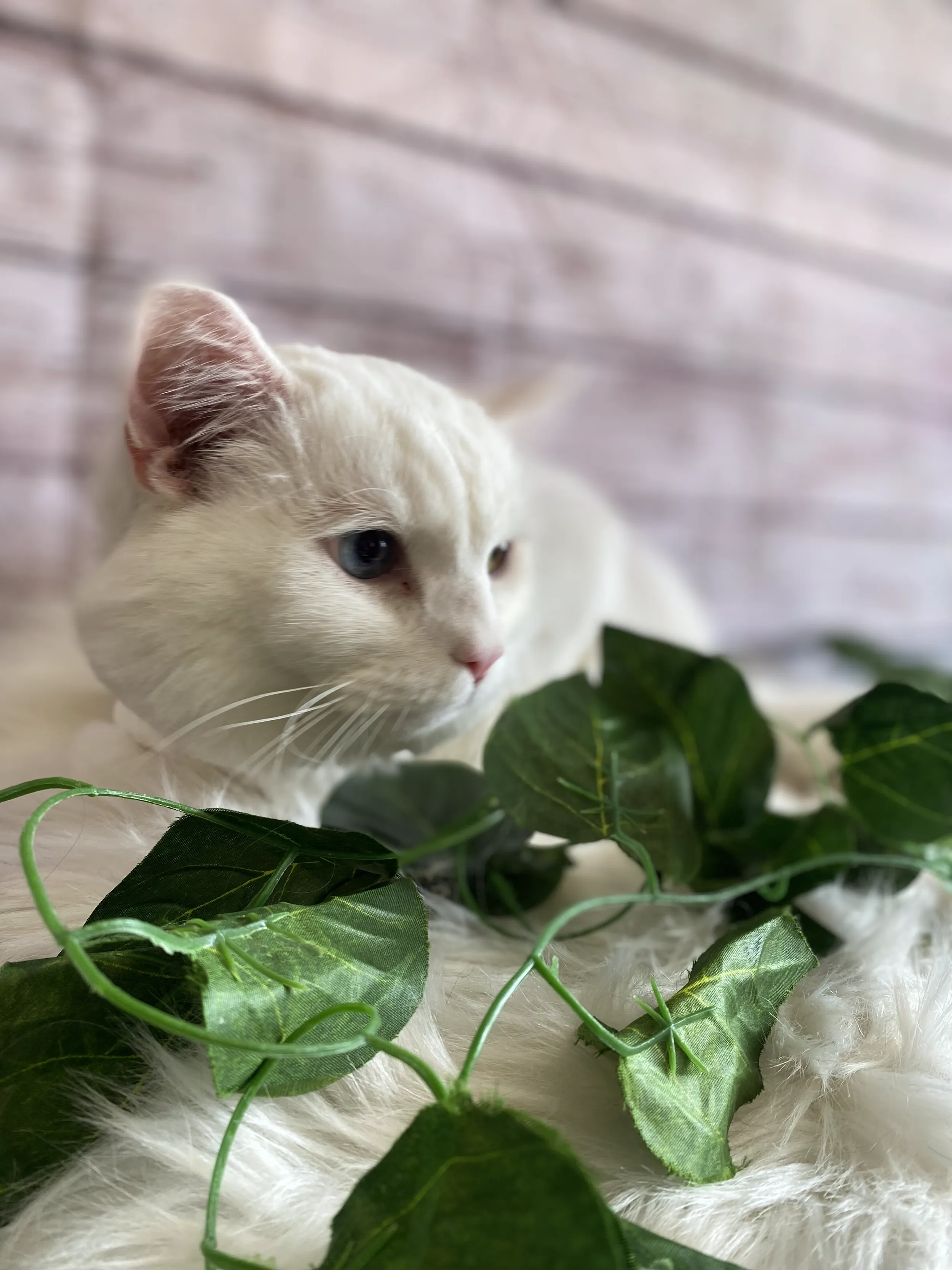 Pet grooming portfolio image — IMG_8858.png